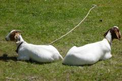 Philmont-2015-Crooked-Creek-Homesteading-Camp