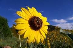 Philmont-2015-It-Was-an-Unusually-Wet-July