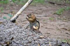 Philmont-2015-Mini-Bear