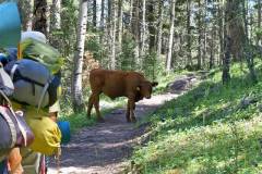 Philmont-2015-Philmont-is-an-Active-Cattle-Ranch